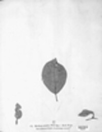 Puccinia coronata image